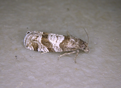 Eucosma modernana