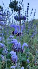 Salvia indica