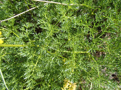 Lomatium papilioniferum