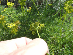 Lomatium papilioniferum