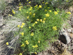Lomatium papilioniferum