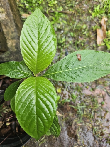 Megaskepasma erythrochlamys