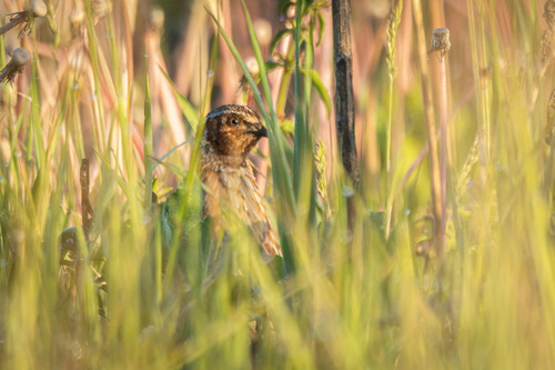 Codorniz común (Coturnix coturnix)
