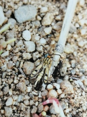 Chamaesphecia tenthrediniformis