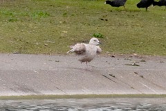 Larus glaucoides thayeri