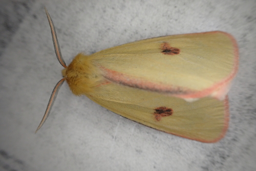 Diacrisia sannio