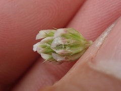 Trifolium gracilentum