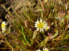Lactuca saligna