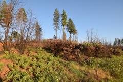 Arctostaphylos viscida viscida