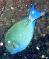 Acanthurus dussumieri