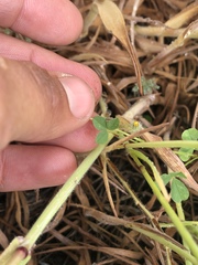 Trifolium gracilentum
