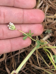 Trifolium gracilentum