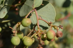Arctostaphylos viscida viscida