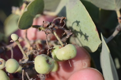 Arctostaphylos viscida viscida