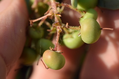 Arctostaphylos viscida viscida