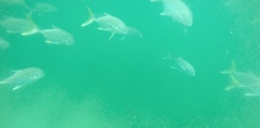 Caranx caninus