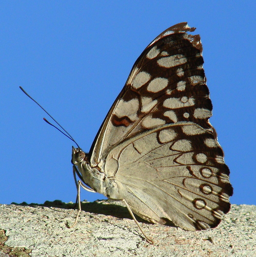 Variable Cracker