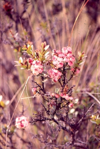 Gaultheria mundula observed 2007-02-15