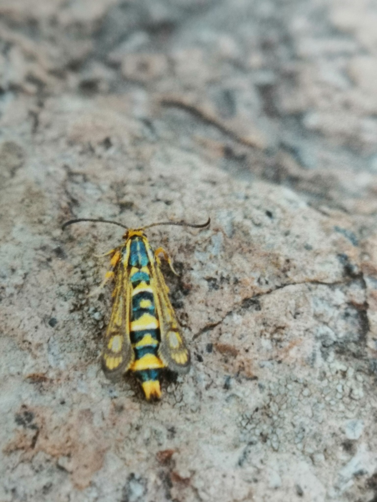 Chamaesphecia turbida