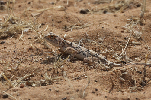Western Ground Agama