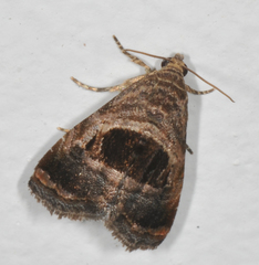 Tripudia rectangula