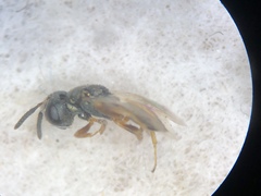 Pteromalidae