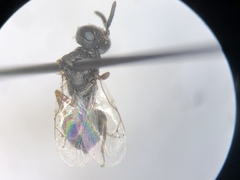 Pteromalidae