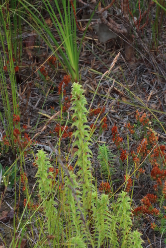 Image of Oedera imbricata by (c) Tony Rebelo, some rights reserved (CC BY-SA)