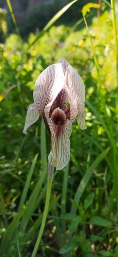 Iris korolkowii, photograph 4