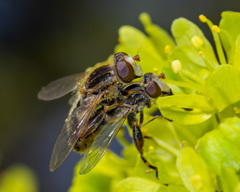 Anasimyia bilinearis