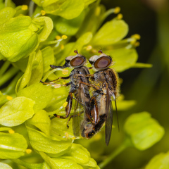 Anasimyia bilinearis
