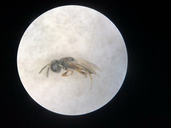 Pteromalidae