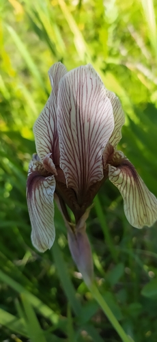 Iris korolkowii, photograph 5