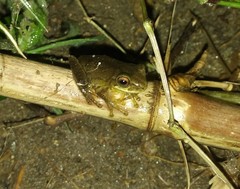 Dendropsophus bogerti
