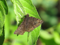 Erynnis lucilius