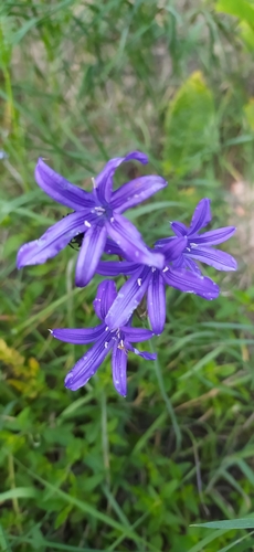 Image of Ixiolirion tataricum by no rights reserved