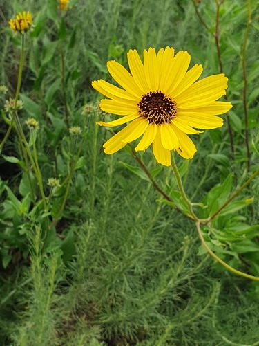 iNaturalist observation photo of California brittlebush