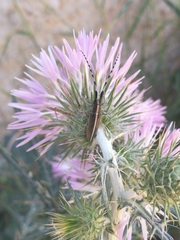 Agapanthia suturalis