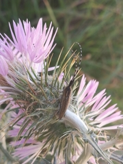 Agapanthia suturalis