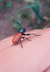 Labidostomis rubripennis