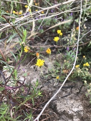 Pentachaeta aurea aurea