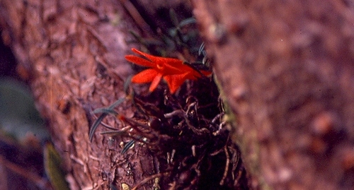 Dendrobium dekockii observed 2007-03-29