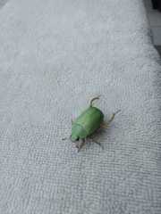 Macropoidelimus mniszechi