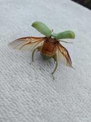 Macropoidelimus mniszechi