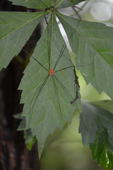 Leiobunum flavum