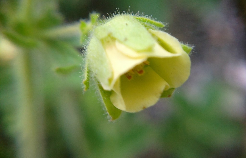 Drymocallis geoides
