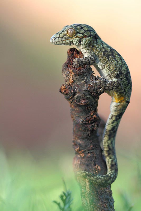 Vieillard's Chameleon Gecko