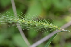 Elymus glabriflorus