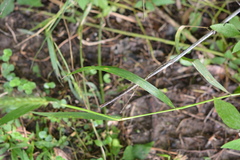 Elymus glabriflorus