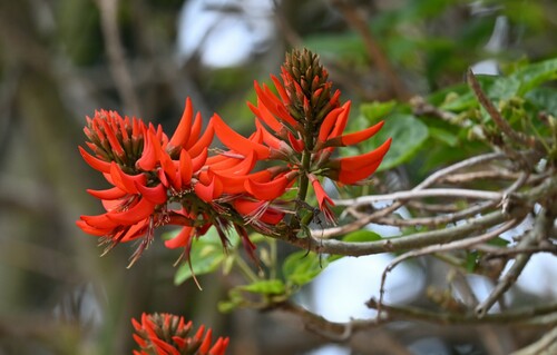 iNaturalist observation photo of Indian coral tree